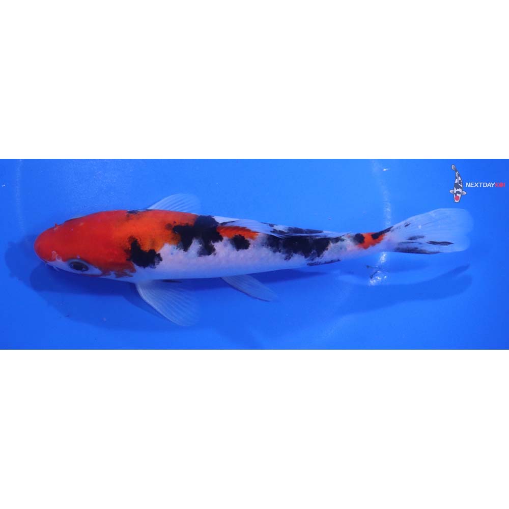 6.5” Imported Sanke