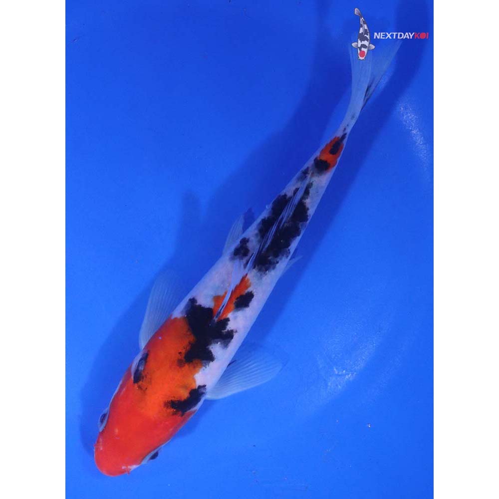 6.5” Imported Sanke