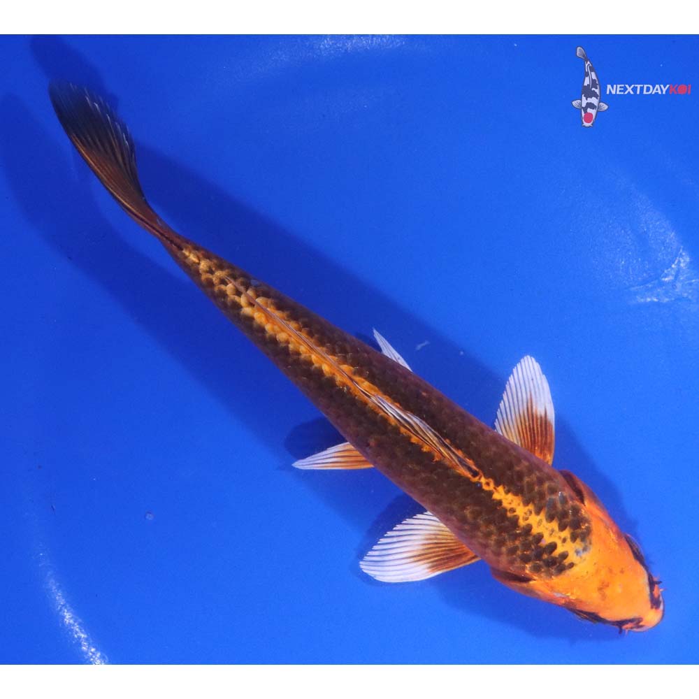 6.5” Imported Orenji Matsuba