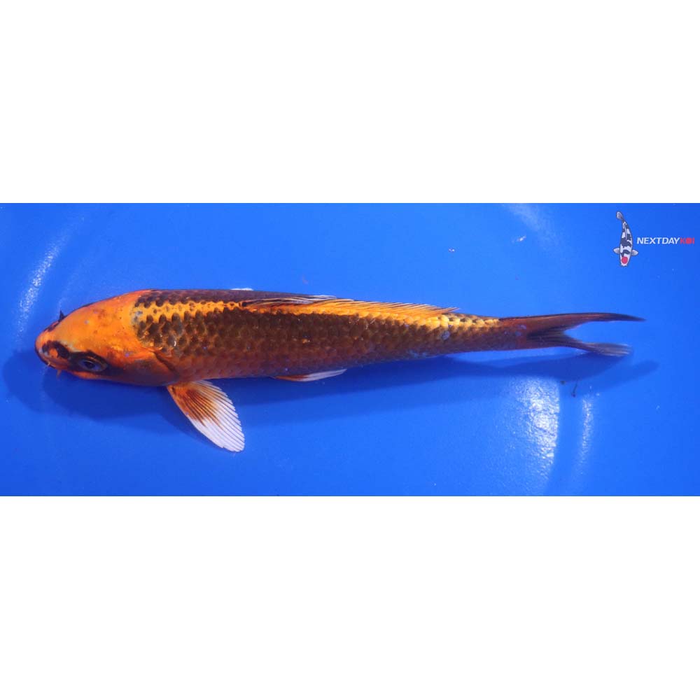6.5” Imported Orenji Matsuba