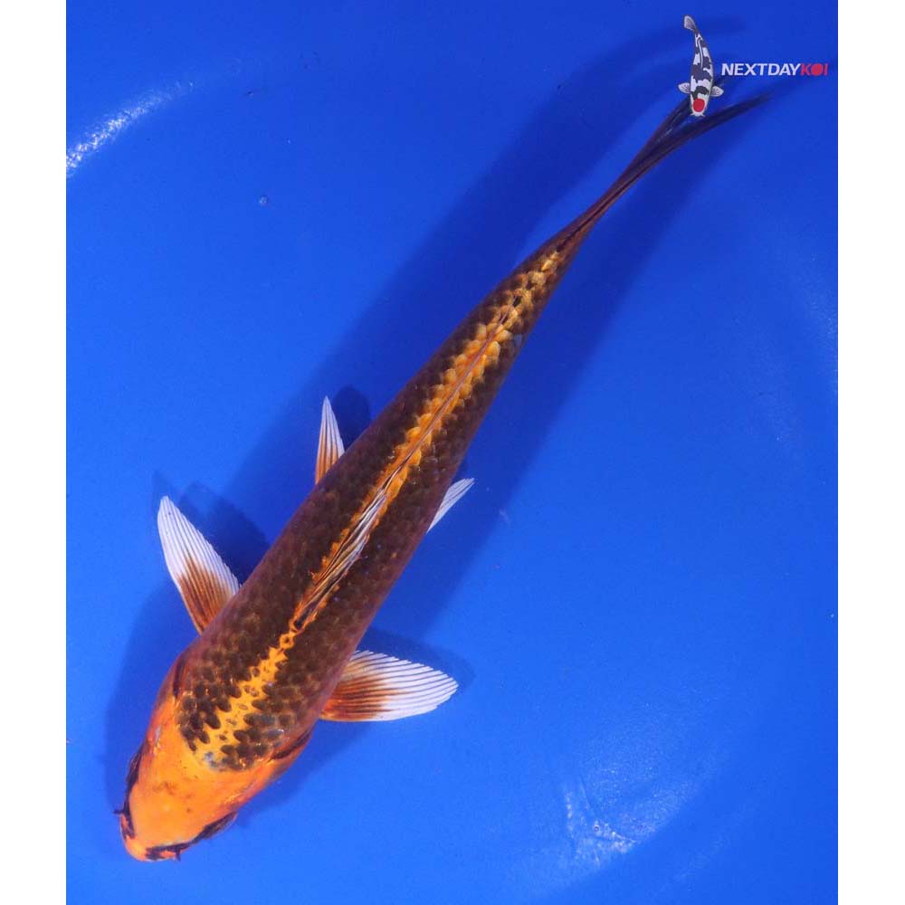 6.5” Imported Orenji Matsuba