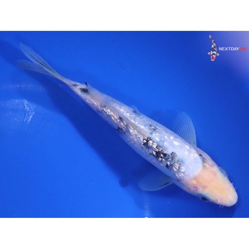 6.5” Imported Gin Rin Shiro Bekko