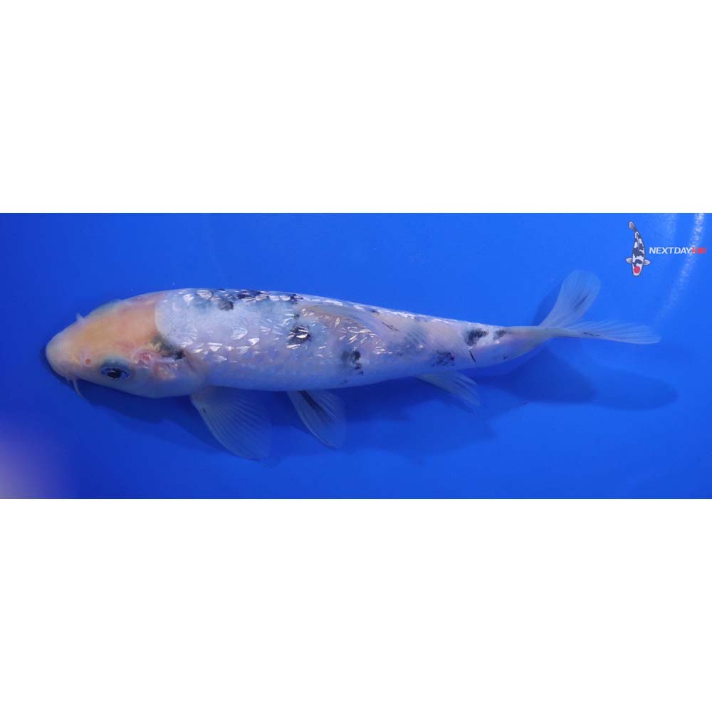 6.5” Imported Gin Rin Shiro Bekko