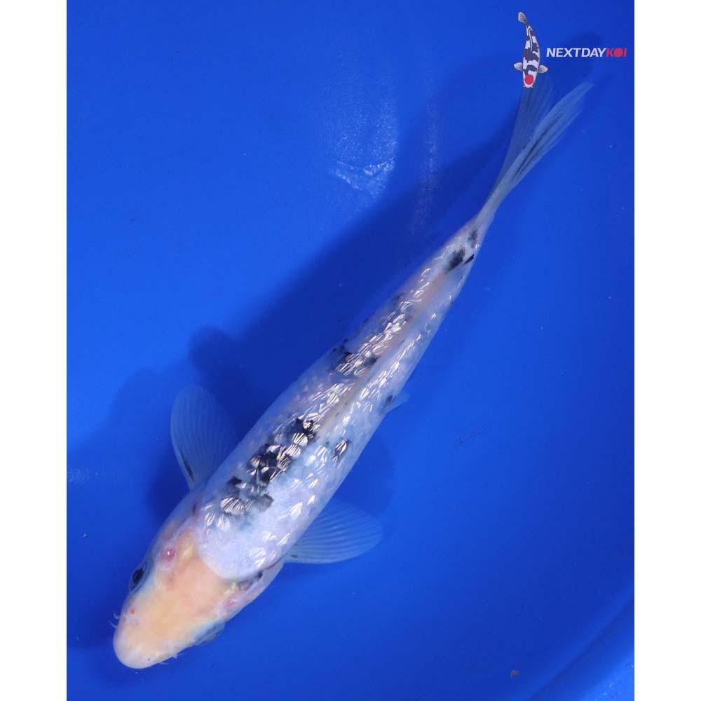 6.5” Imported Gin Rin Shiro Bekko