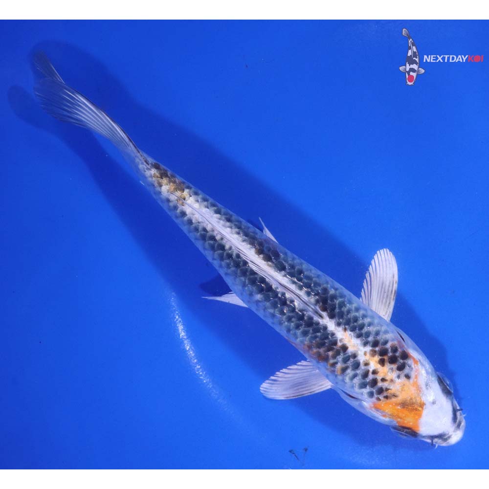 7” Imported Kujaku