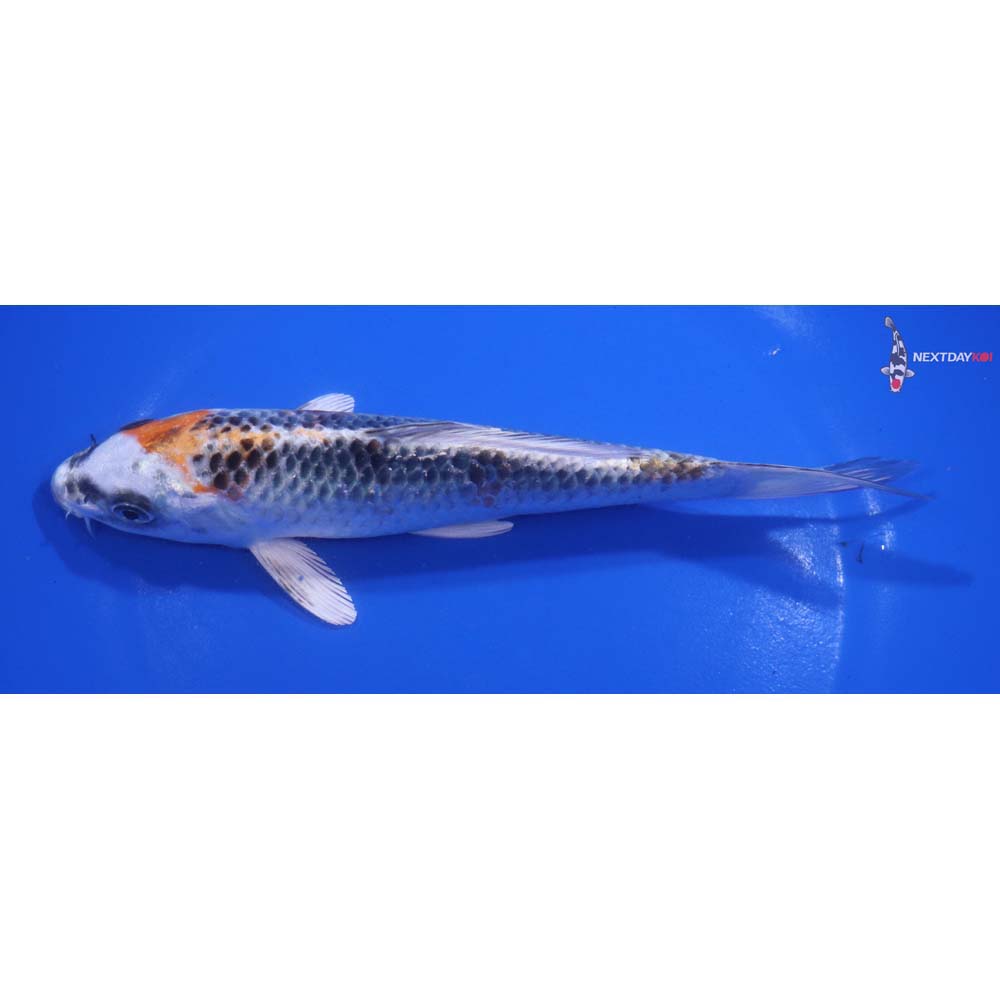 7” Imported Kujaku