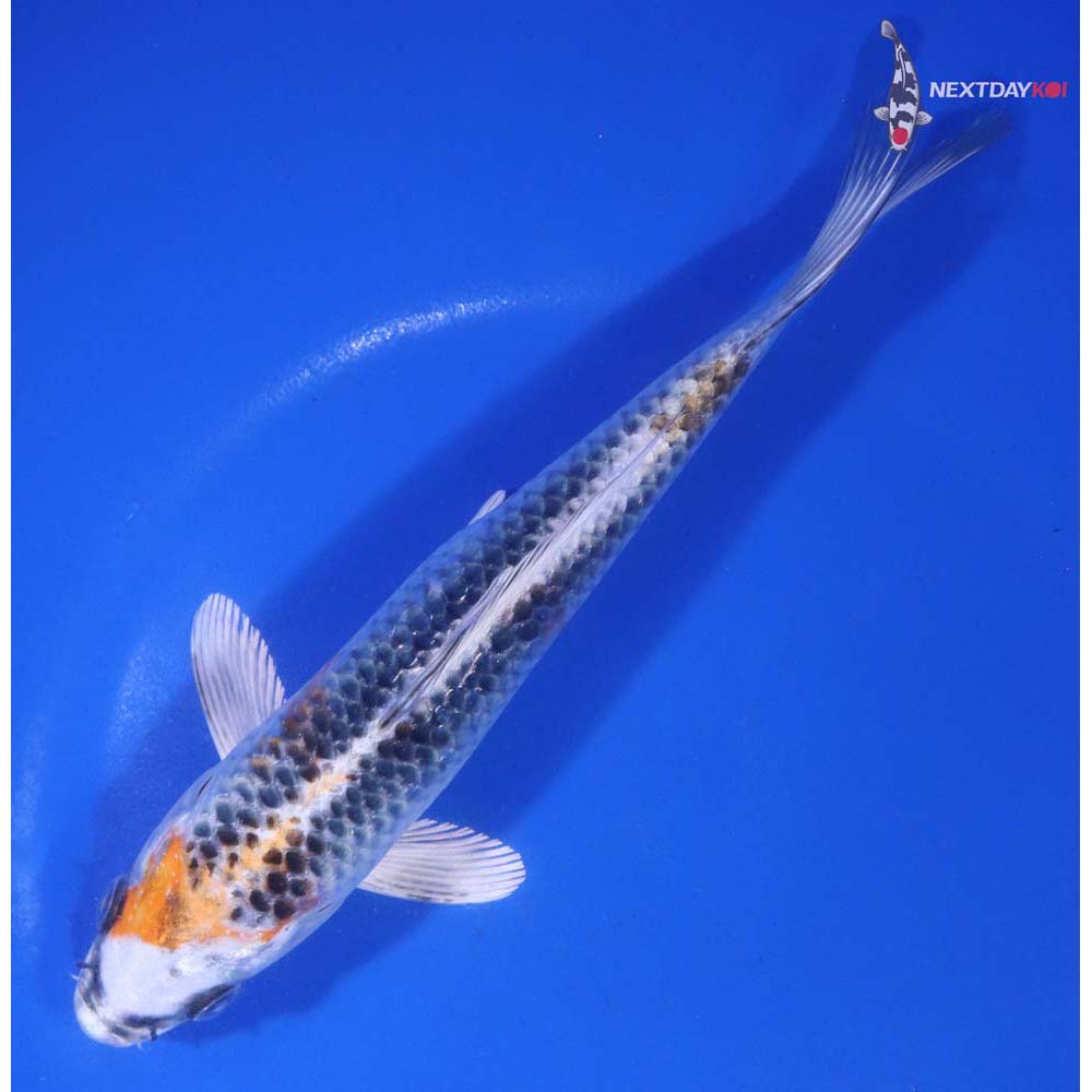 7” Imported Kujaku