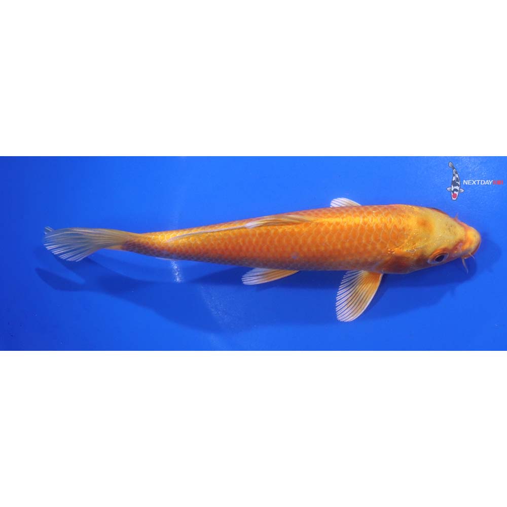 7” Imported Orenji Ogon