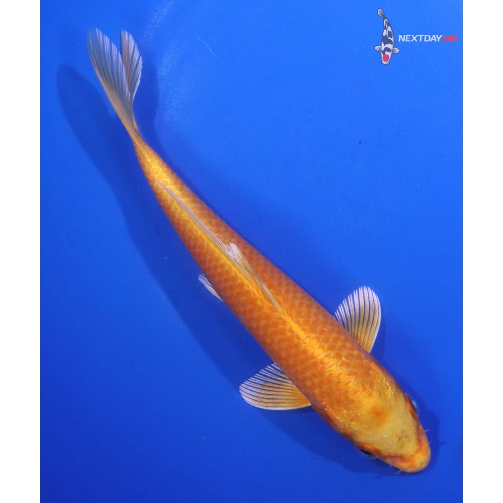 7” Imported Orenji Ogon