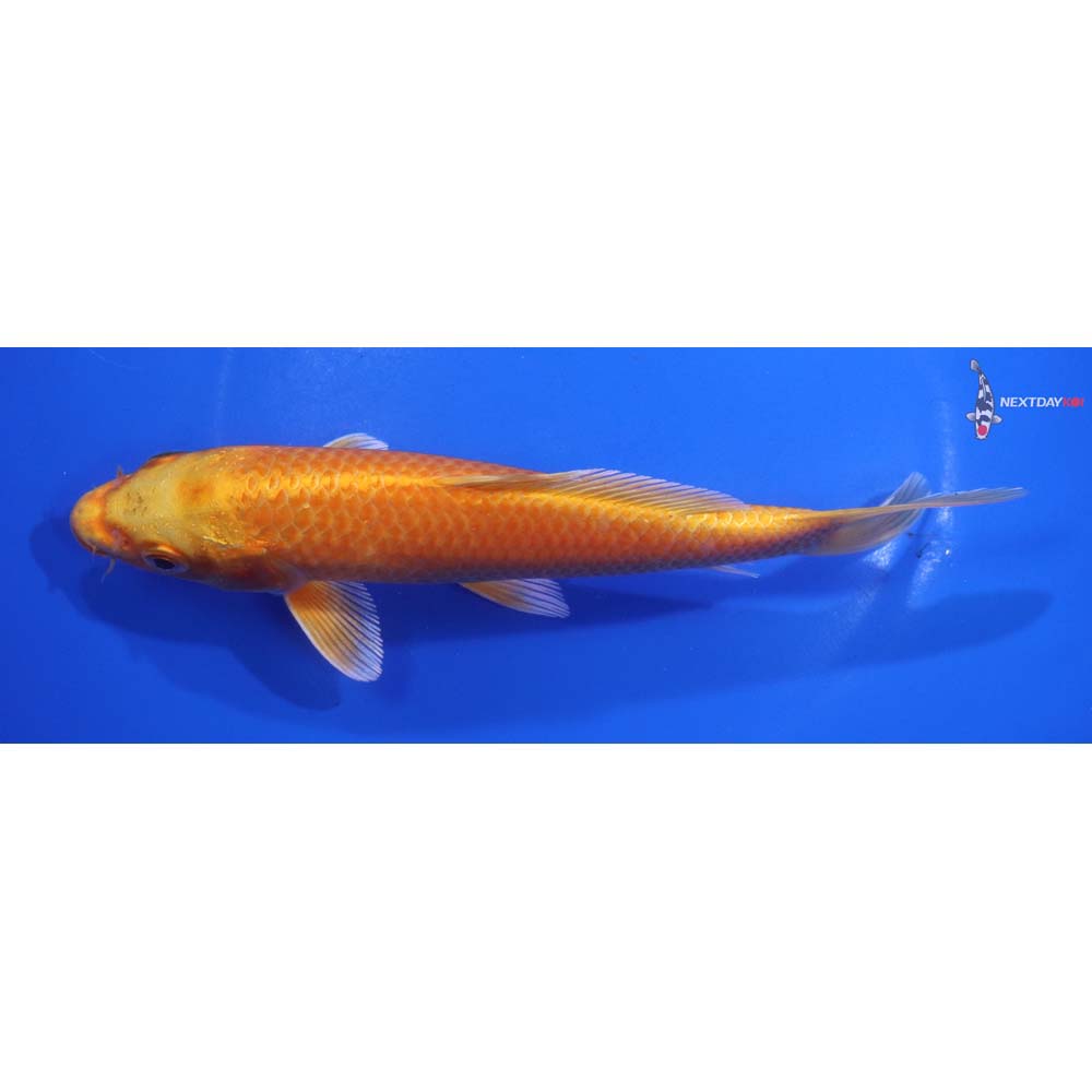 7” Imported Orenji Ogon