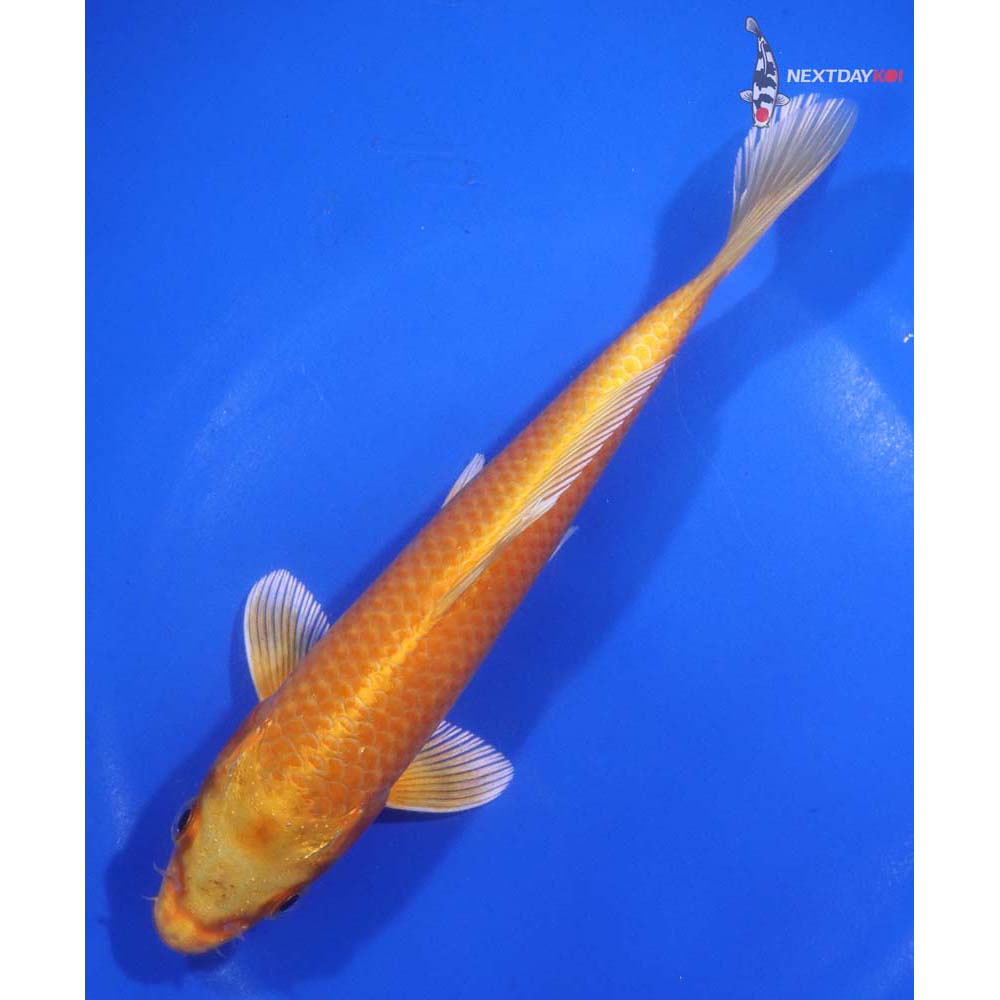 7” Imported Orenji Ogon