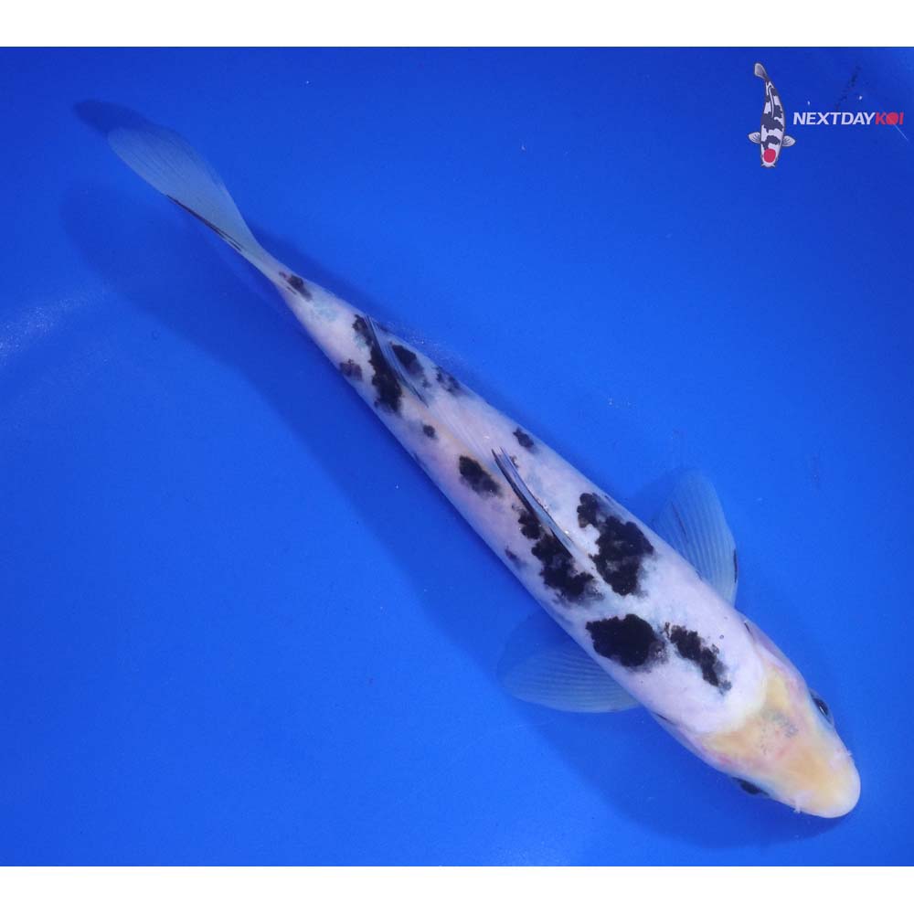 7.5” Imported Shiro Bekko