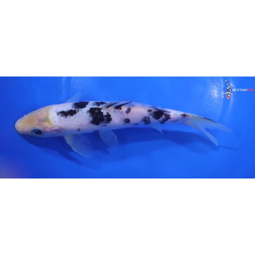 7.5” Imported Shiro Bekko