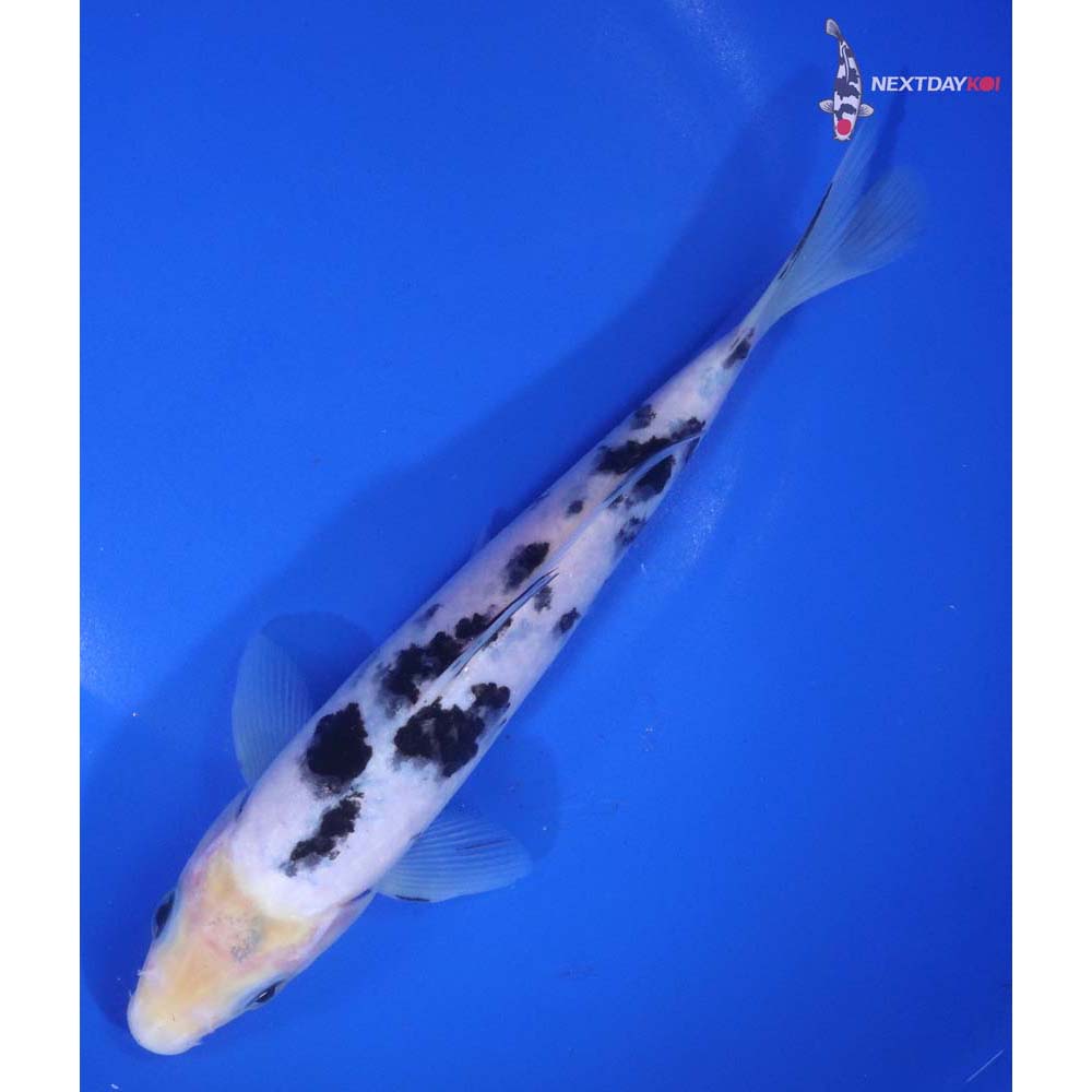 7.5” Imported Shiro Bekko