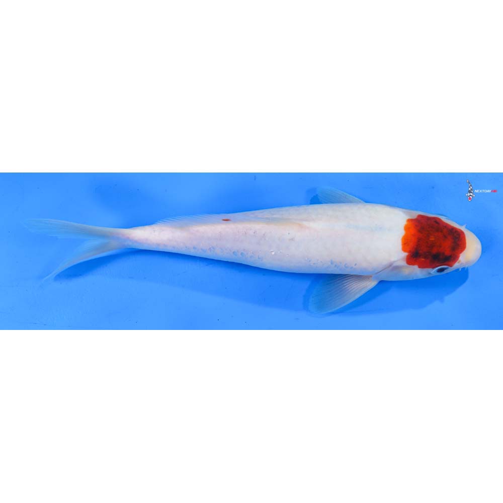 9” Imported Goromo