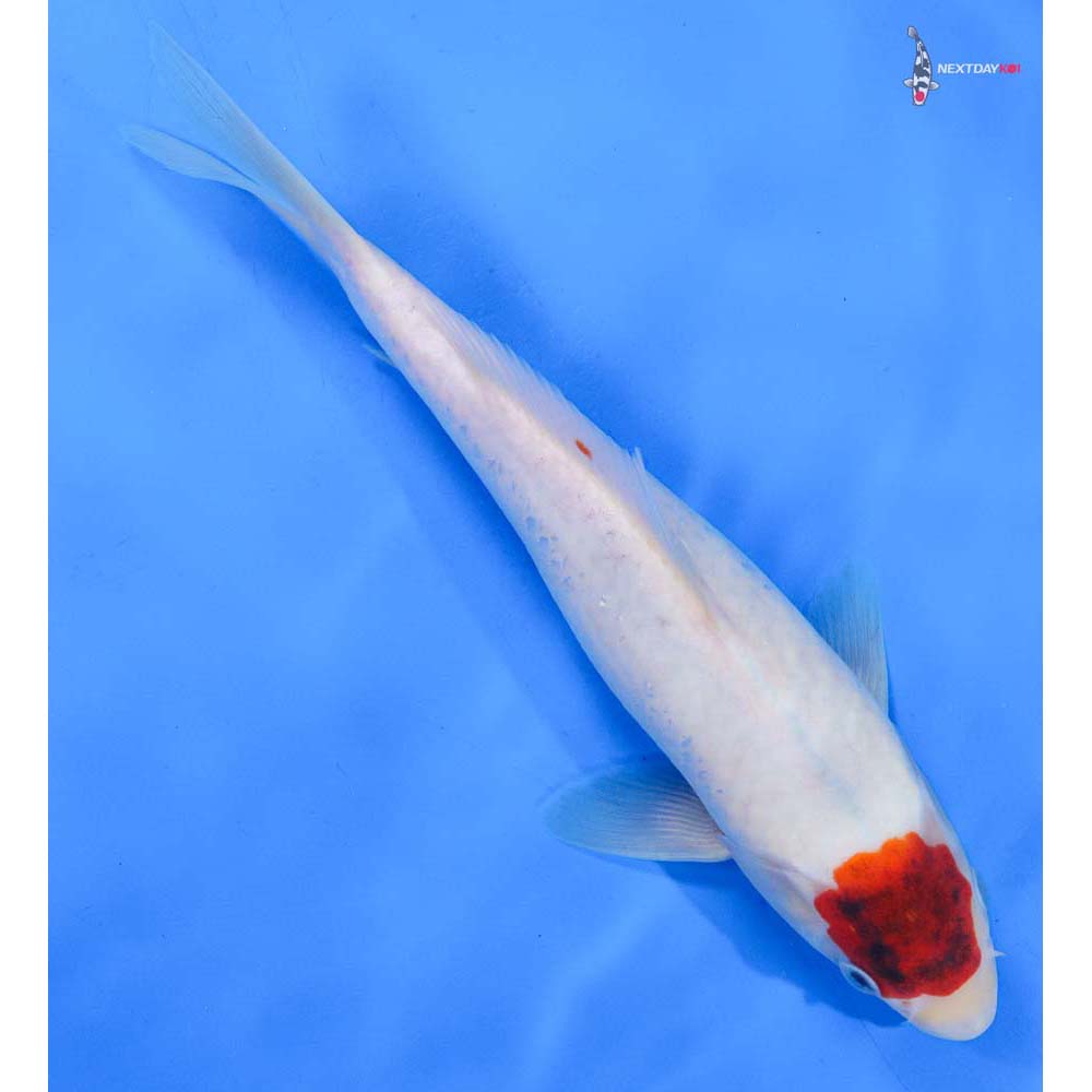 9” Imported Goromo