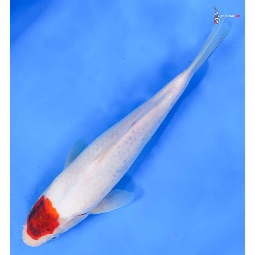 9” Imported Goromo