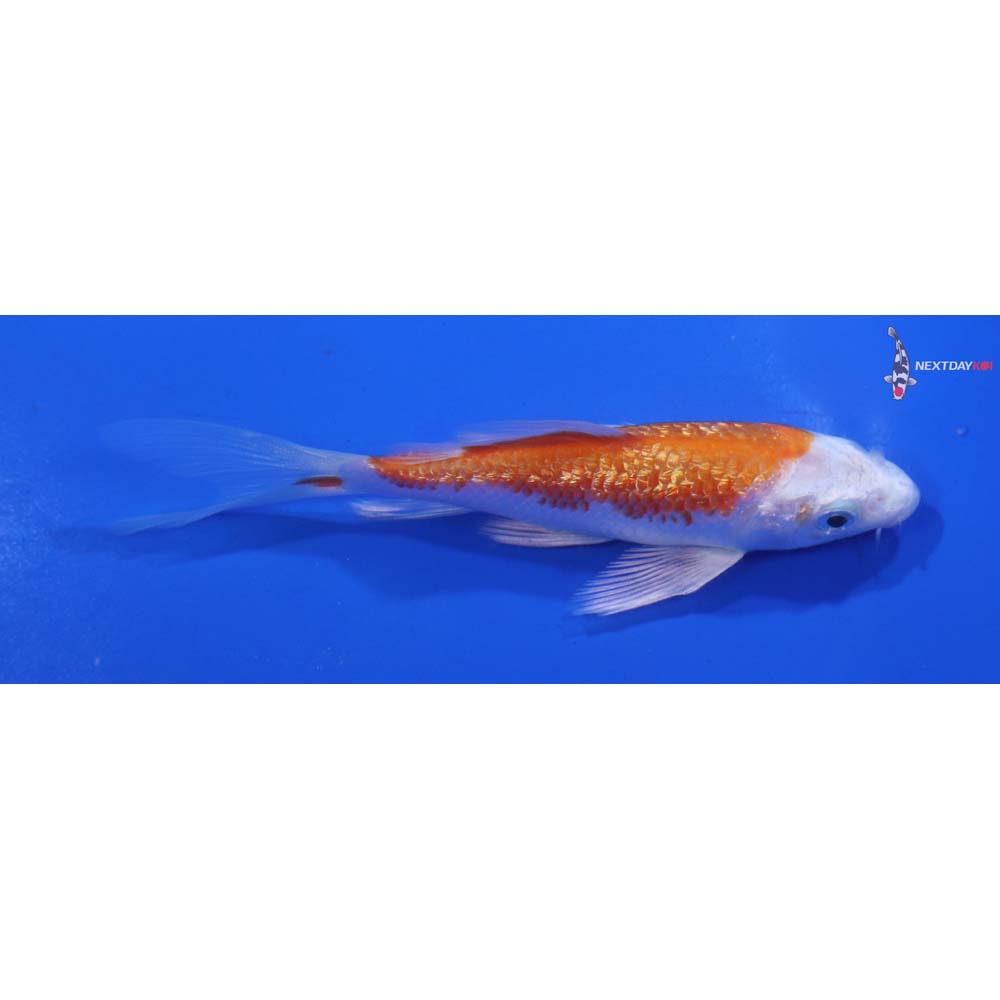 4” Imported Gin Rin Hariwake Butterfly Koi