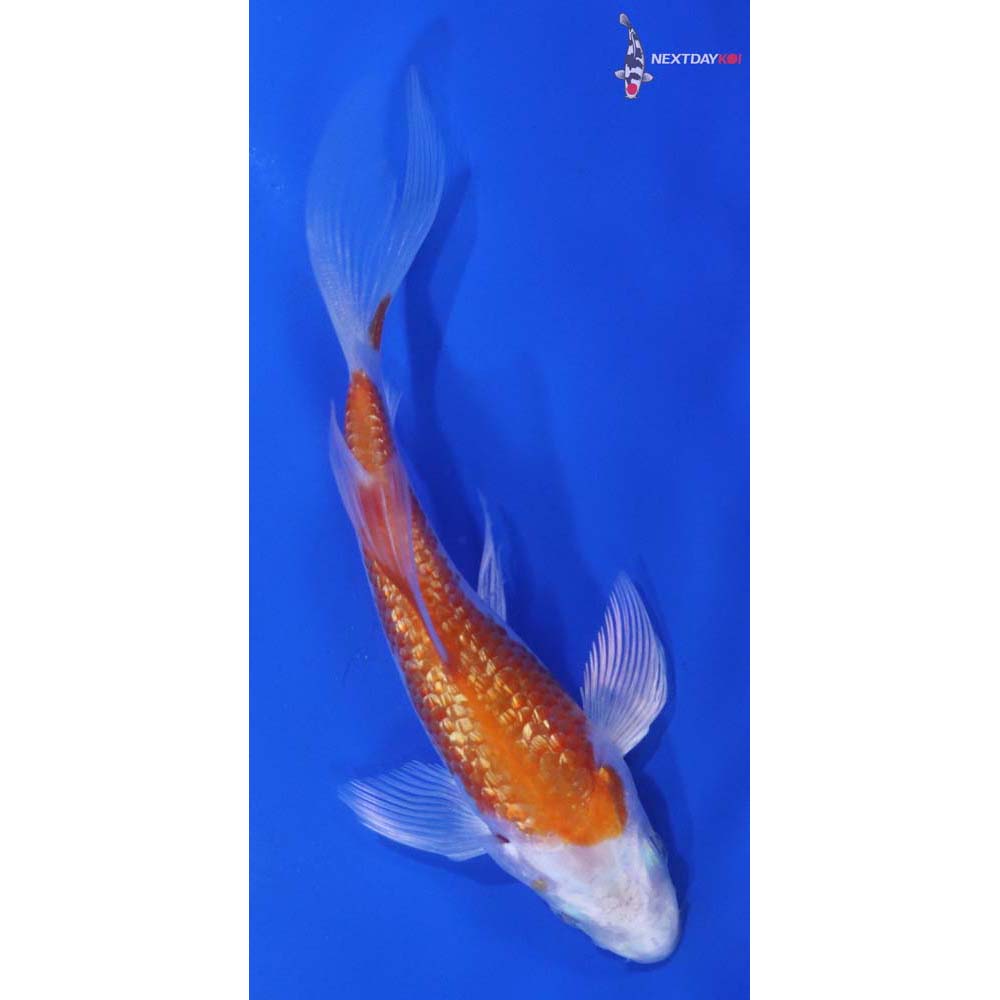 4” Imported Gin Rin Hariwake Butterfly Koi