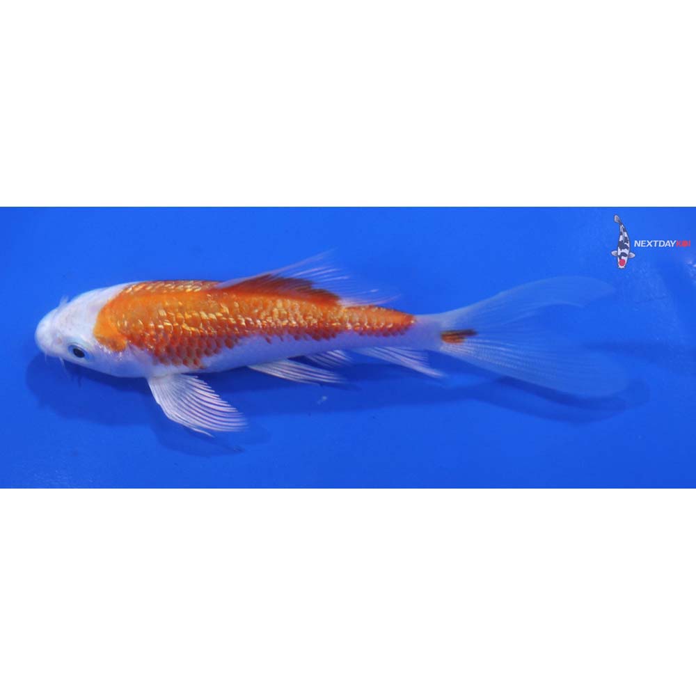 4” Imported Gin Rin Hariwake Butterfly Koi
