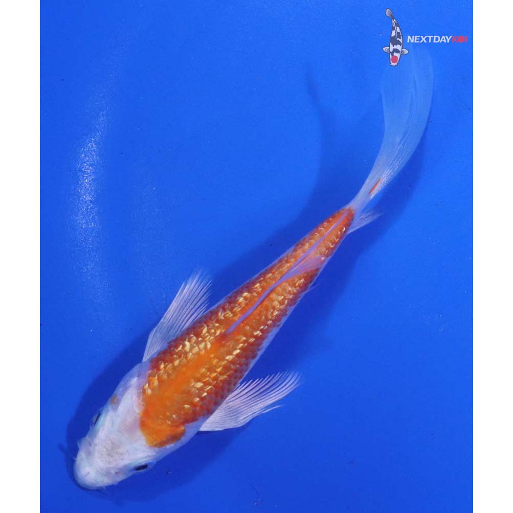 4” Imported Gin Rin Hariwake Butterfly Koi