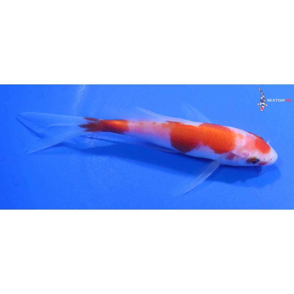 4.5” Imported Kohaku Butterfly Koi