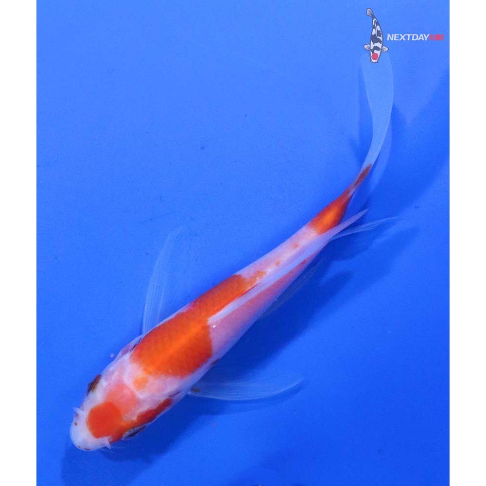 4.5” Imported Kohaku Butterfly Koi