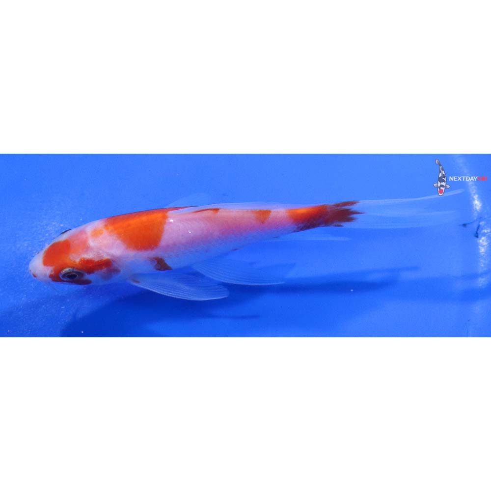 4.5” Imported Kohaku Butterfly Koi