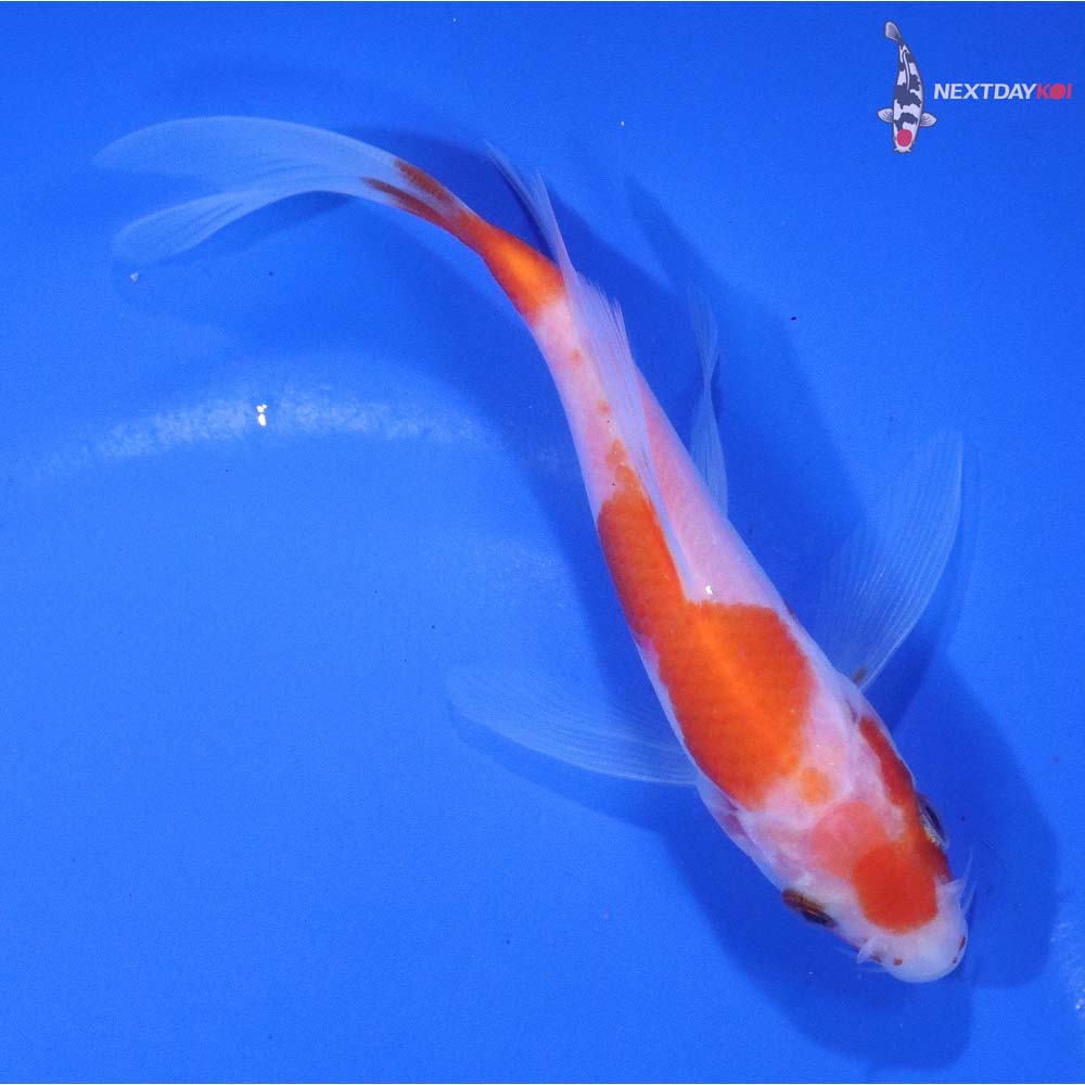 4.5” Imported Kohaku Butterfly Koi