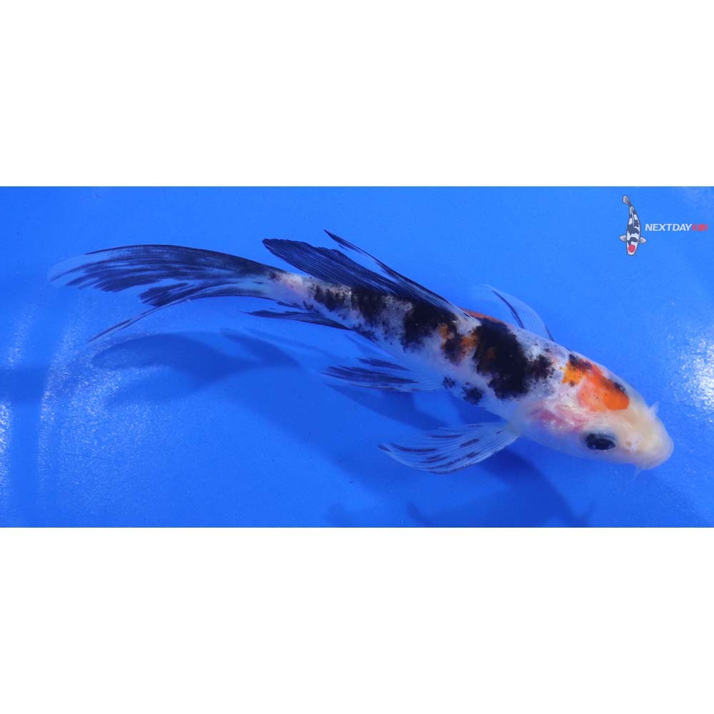 5” Imported Sanke Butterfly Koi