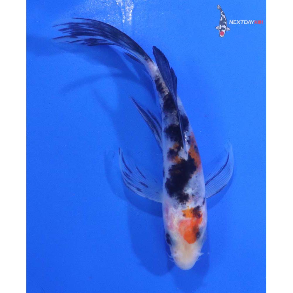 5” Imported Sanke Butterfly Koi