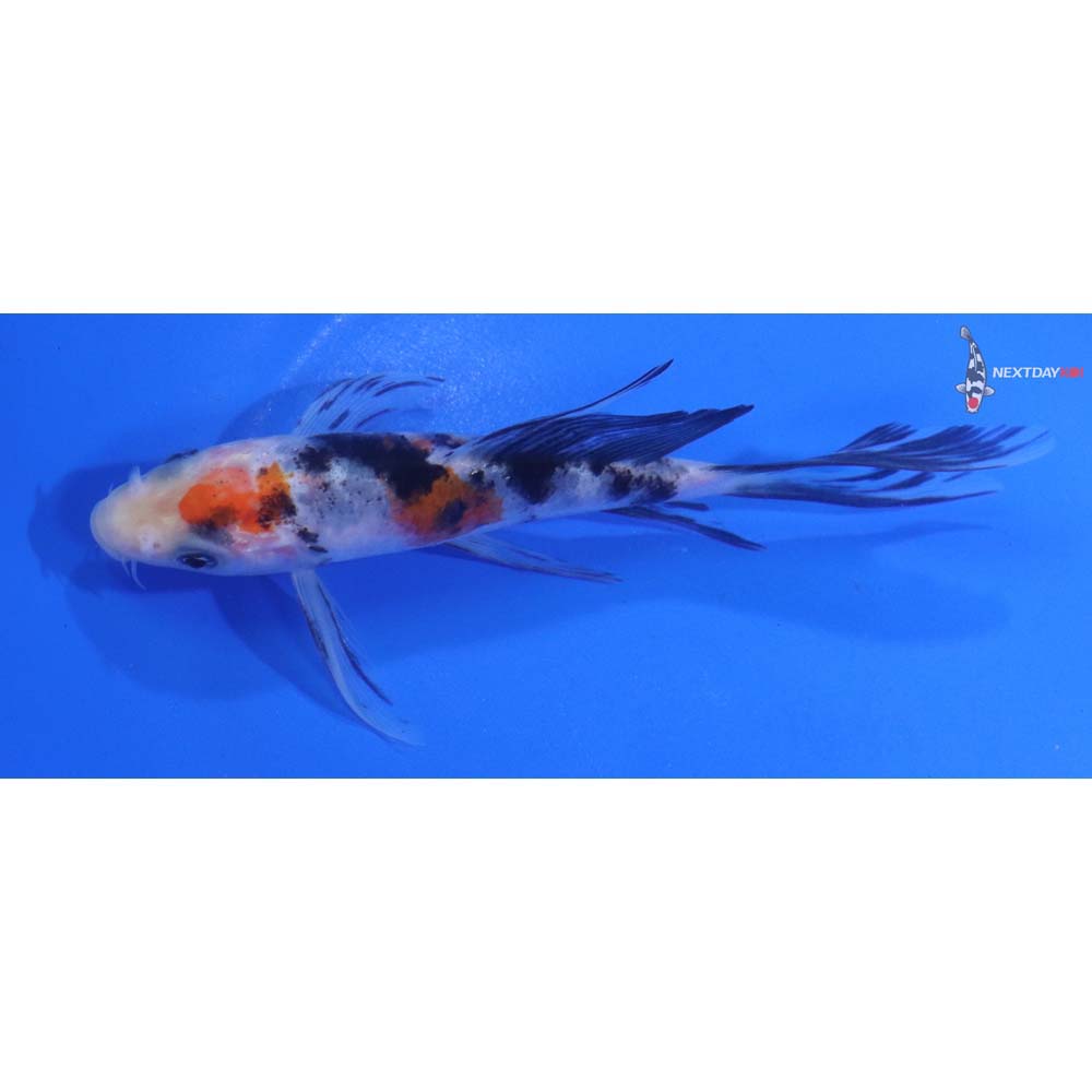 5” Imported Sanke Butterfly Koi