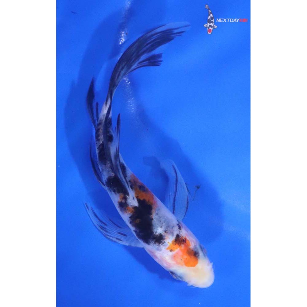 5” Imported Sanke Butterfly Koi