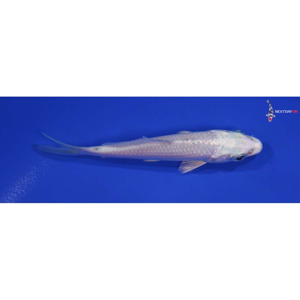 4” Imported Platinum Ogon