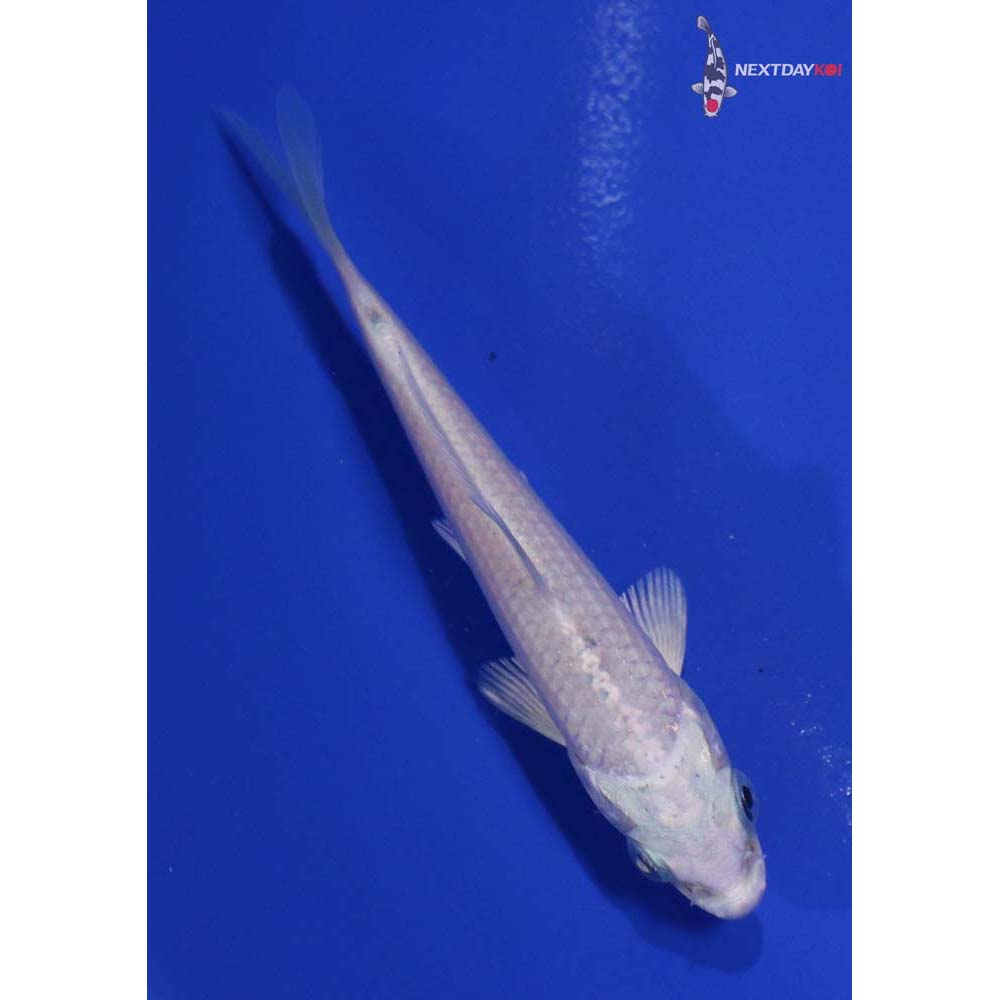 4” Imported Platinum Ogon