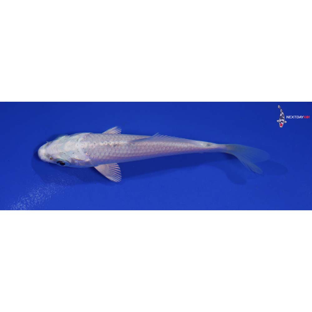 4” Imported Platinum Ogon