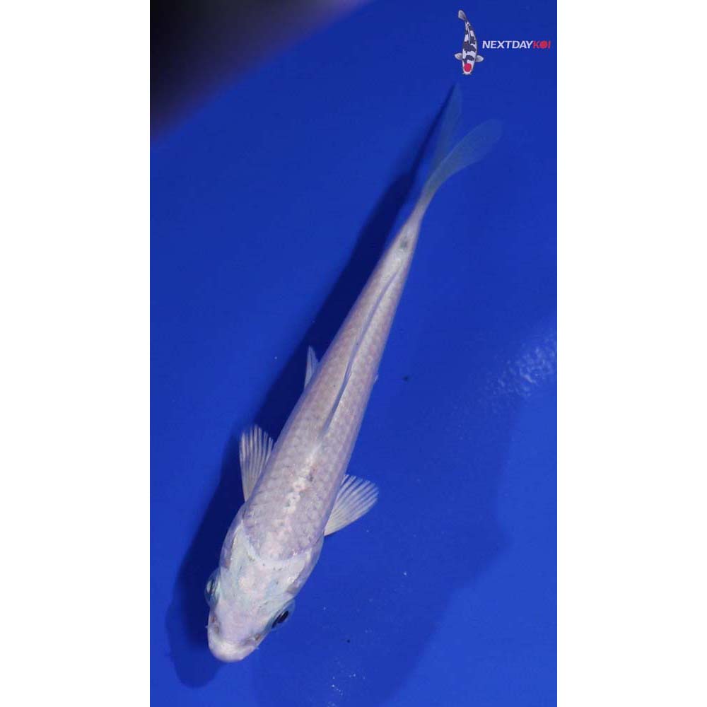 4” Imported Platinum Ogon