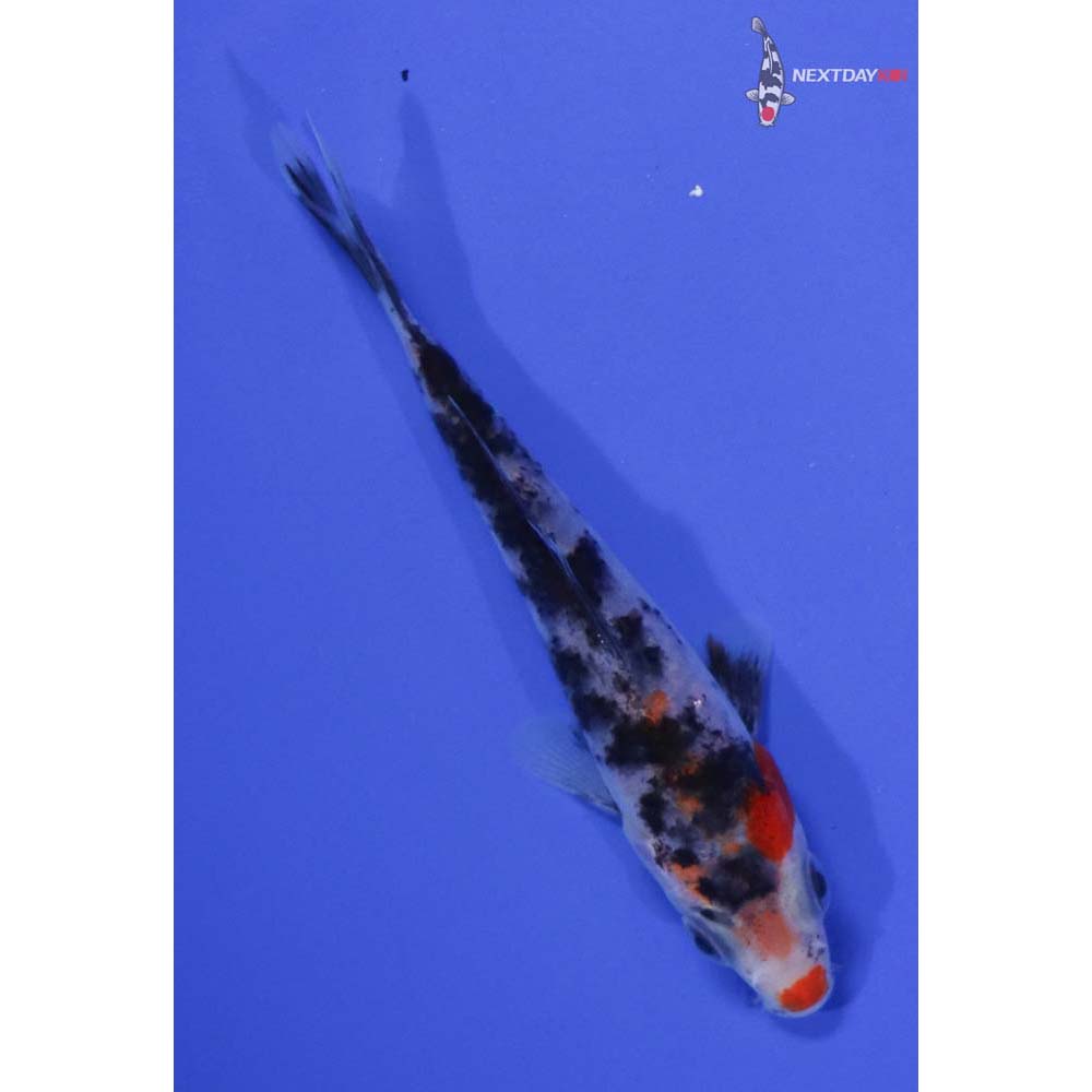 4” Imported Sanke