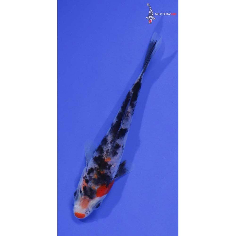 4” Imported Sanke