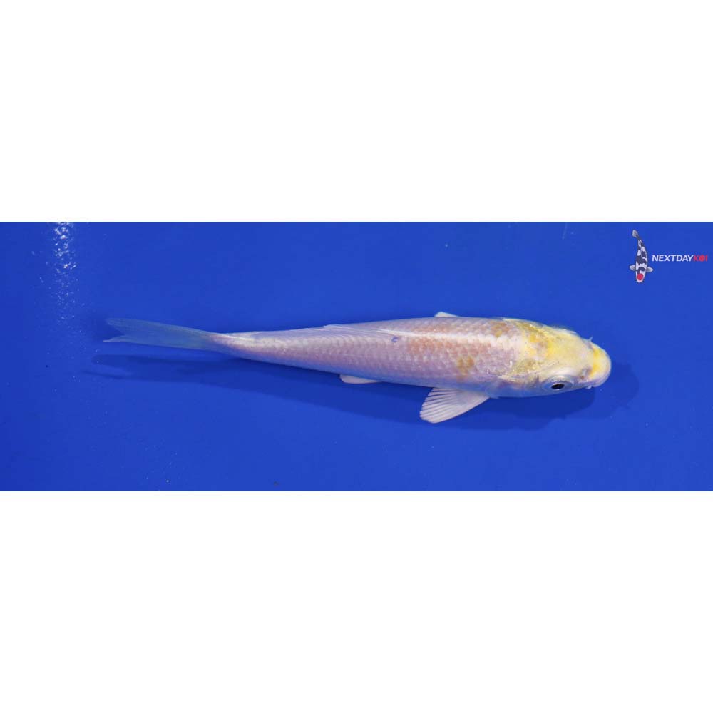 3.5” Imported Lemon Hariwake