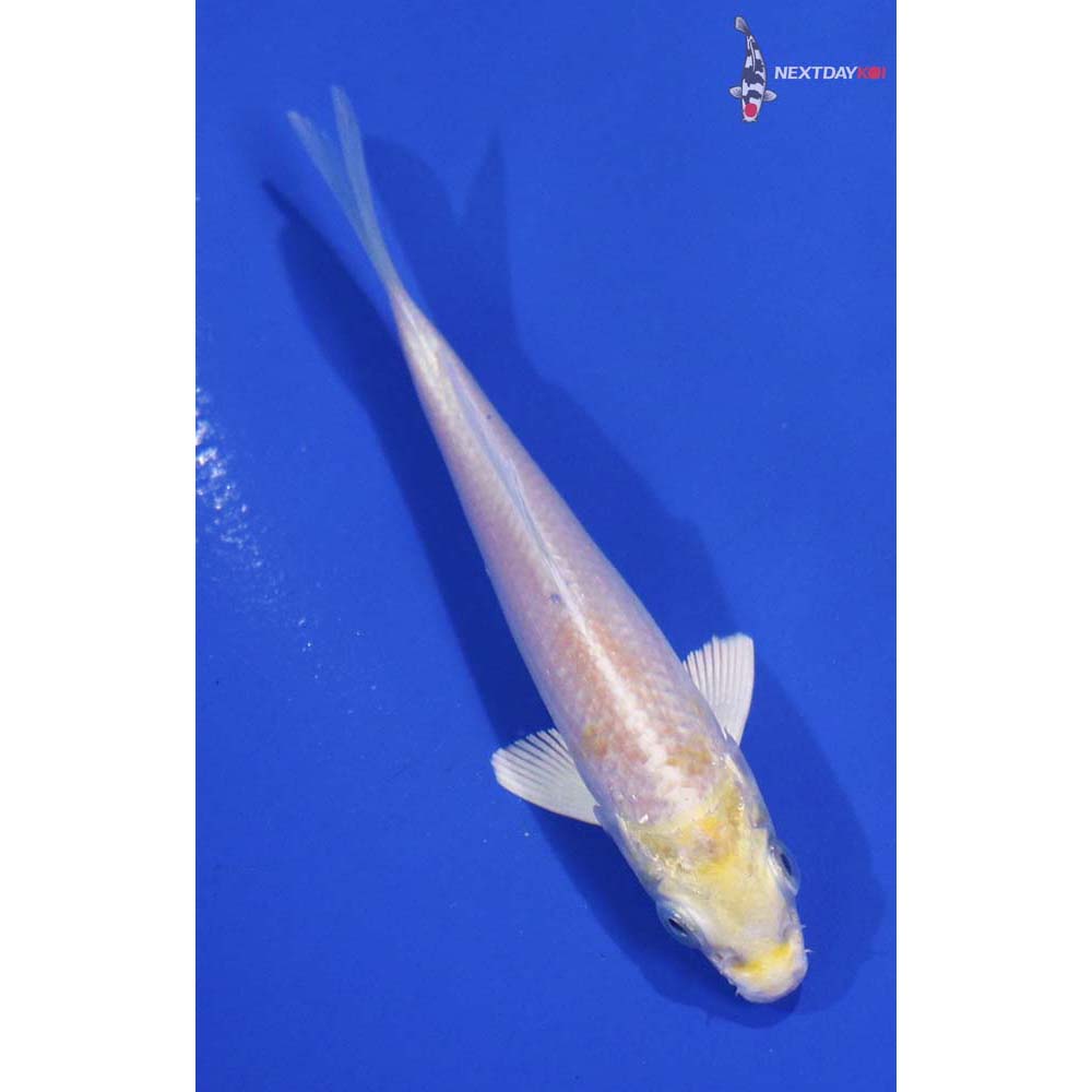 3.5” Imported Lemon Hariwake
