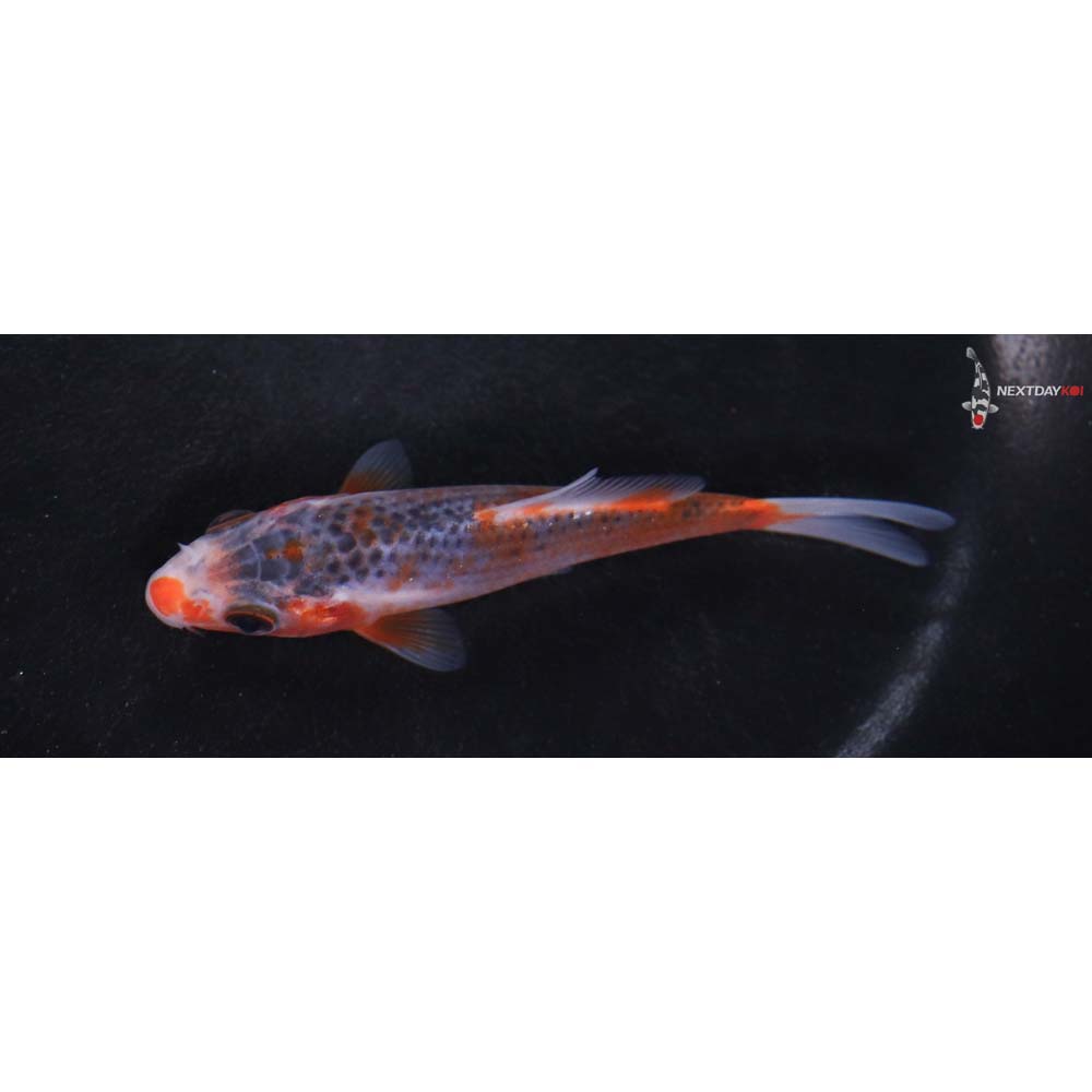 4” Imported Asagi