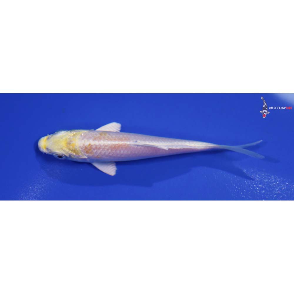 3.5” Imported Lemon Hariwake
