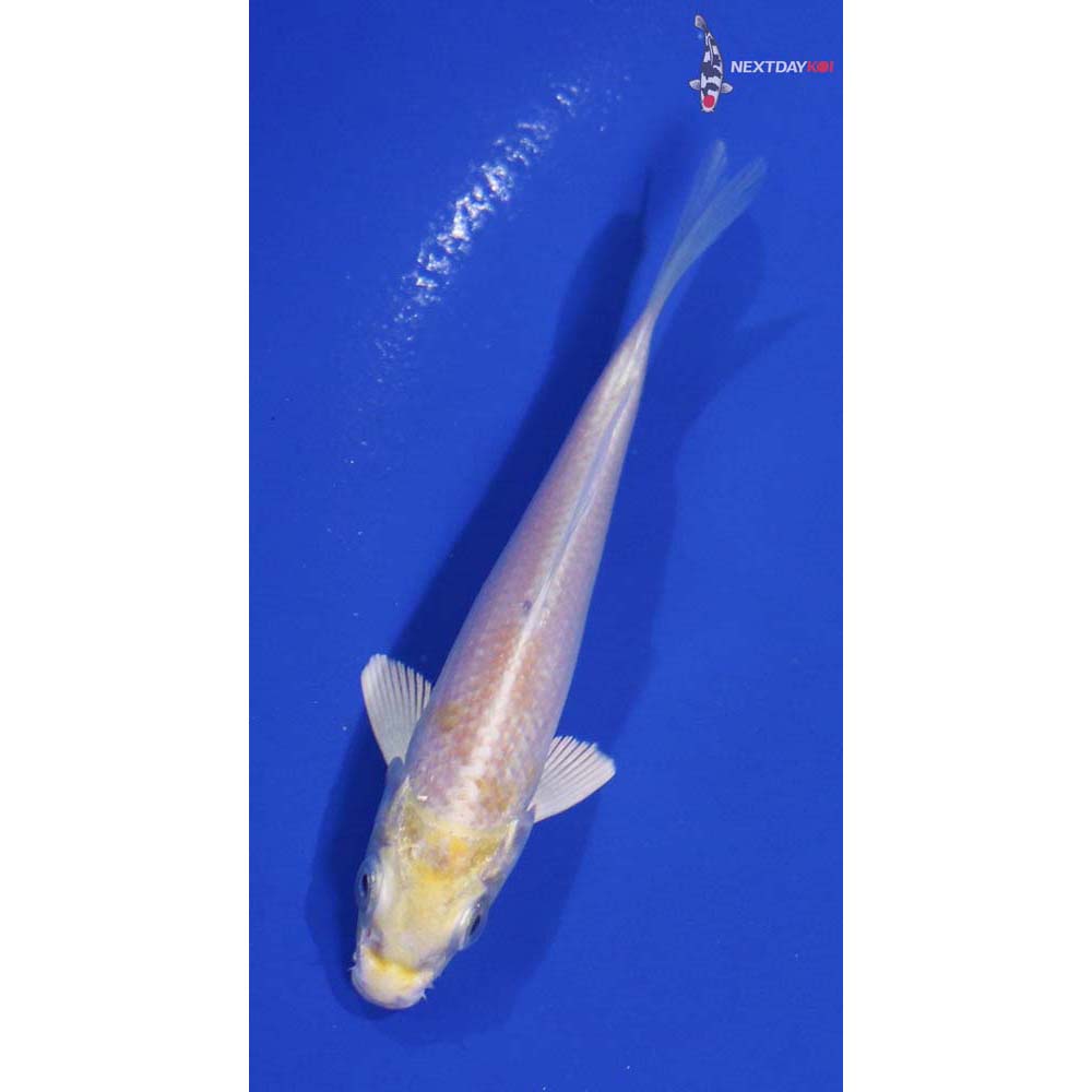 3.5” Imported Lemon Hariwake