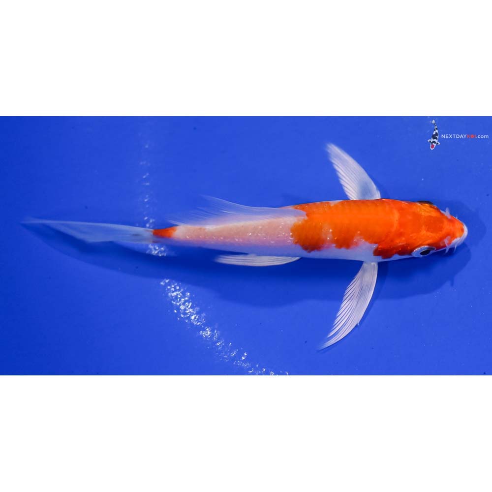 4.5” Imported Hariwake Butterfly Koi