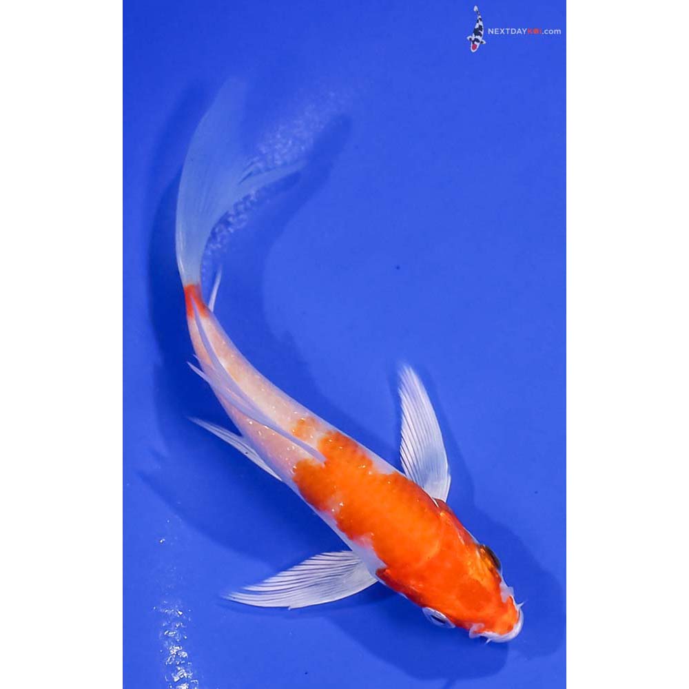 4.5” Imported Hariwake Butterfly Koi