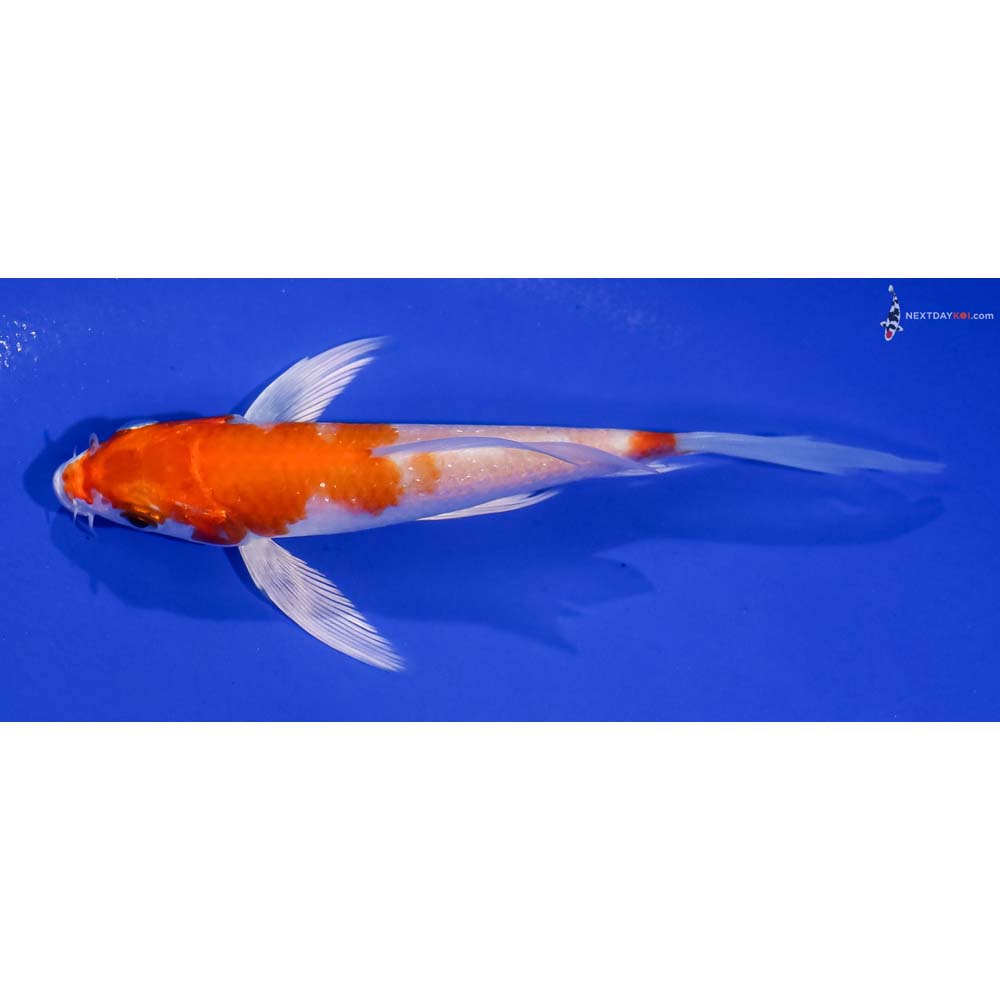 4.5” Imported Hariwake Butterfly Koi
