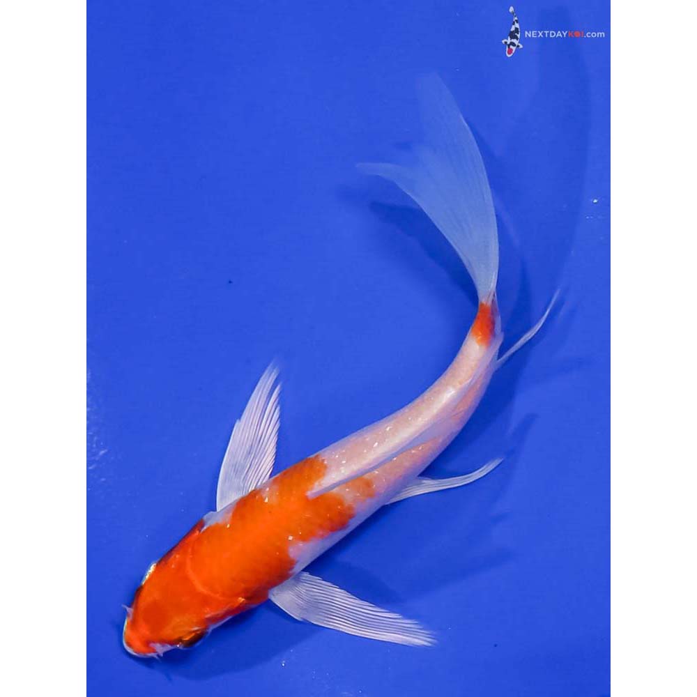 4.5” Imported Hariwake Butterfly Koi