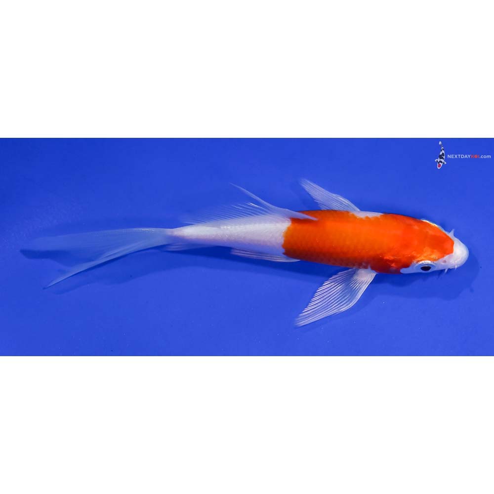 4.5” Imported Hariwake Butterfly Koi