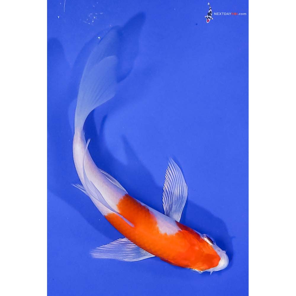 4.5” Imported Hariwake Butterfly Koi